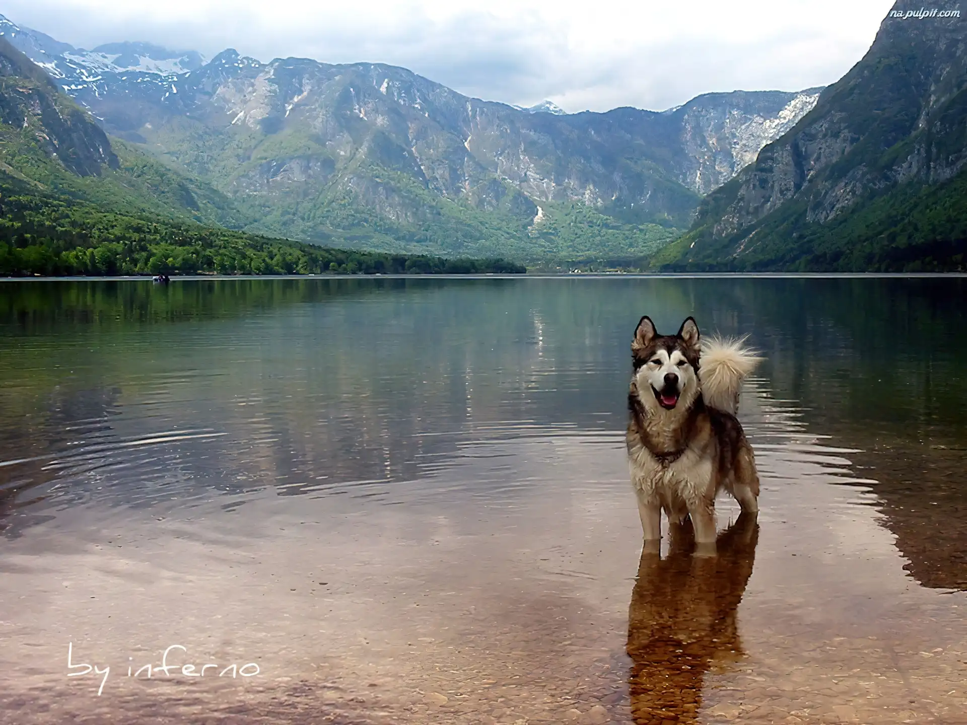 Siberian Husky, Woda, Góry Na Pulpit
